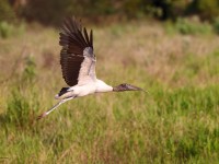 A10A3000Wood_Stork