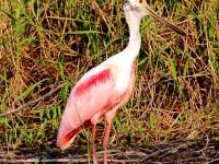 A10A3009Roseate_Spoonbill