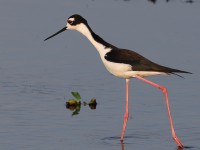 A10A3050Black-necked_Stilt