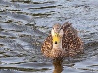 A10A3080Mottled_Duck