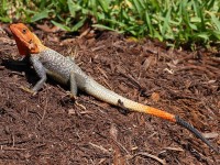A10A3109Red-headed_Agama