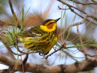 A10A3130Cape_May_Warbler