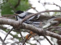 A10A3156Blackpoll_Warbler