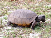 A10A3165Florida_Tortoise