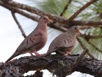 A10A3168Common_Ground_Doves