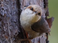 A10A3227Brown-headed_Nuthatch