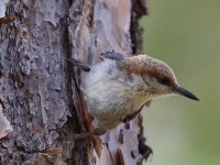 A10A3229Brown-headed_Nuthatch