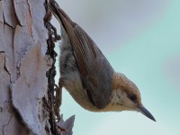 A10A3235Brown-headed_Nuthatch