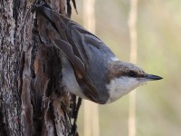 A10A3240Brown-headed_Nuthatch