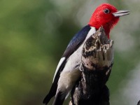A10A3249Red-headed_Woodpecker