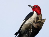 A10A3257Red-headed_Woodpecker