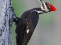 A10A3283Pileated_Woodpecker