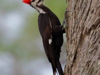 A10A3287Pileated_Woodpecker