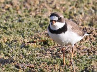A10A5124Semipalmated_Plover