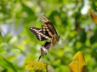 A10A5145Giant_Swallowtail