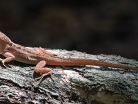 A10A5150Florida_Pink_Lizard