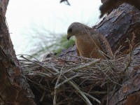 A10A5194Red-shouldered_Hawk_Nest