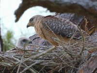 A10A5207Red-shouldered_Hawk_Nest