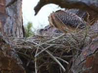 A10A5208Red-shouldered_Hawk_Nest