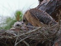 A10A5217Red-shouldered_Hawk_Nest