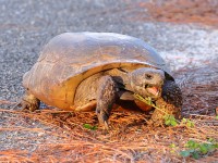 A10A5223Gopher_Tortoise