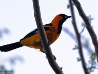 A10A5236Spot-breasted_Oriole