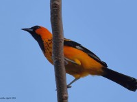A10A5256Spot-breasted_Oriole