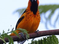 A10A5271Spot-breasted_Oriole