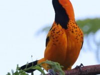 A10A5275Spot-breasted_Oriole