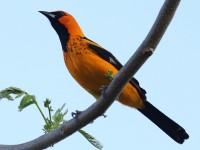 A10A5283Spot-breasted_Oriole