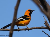 A10A5294Spot-breasted_Oriole