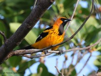 A10A5303Spot-breasted_Oriole