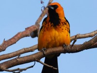 A10A5311Spot-breasted_Oriole