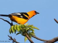 A10A5321Spot-breasted_Oriole