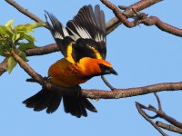 A10A5323Spot-breasted_Oriole