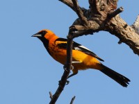 A10A5327Spot-breasted_Oriole