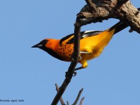 A10A5329Spot-breasted_Oriole