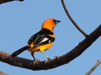 A10A5333Spot-breasted_Oriole