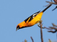 A10A5336Spot-breasted_Oriole