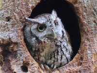 A10A5358Eastern_Screech_Owl