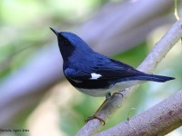 A10A5362Black-throated_Blue_Warbler