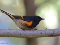 A10A5379American_Redstart