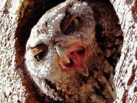 A10A5397Eastern_Screech_Owl