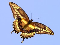 A10A5415Giant_Swallowtail_Butterfly