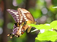 A10A5416Giant_Swallowtail_Butterfly