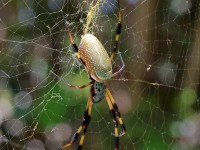 A10A5442Banana_Spider