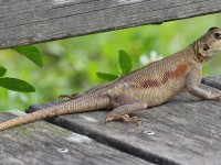 A10A5453Female_Red-headed_Agama
