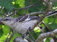 A10A5459Northern_Mockingbird