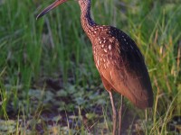 A10A5503Limpkin