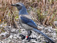 A10A5589Florida_Scrub-Jay